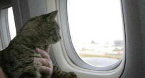 Portare il gatto in aereo, le regole da seguire