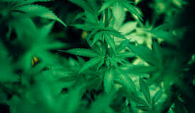 Consigli di base per la coltivazione indoor della cannabis light