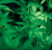Consigli di base per la coltivazione indoor della cannabis light