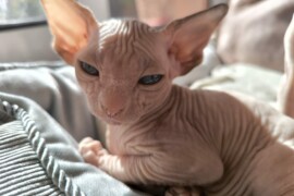 Alimentazione dei Gatti Sphynx: Migliori Marche a Confronto