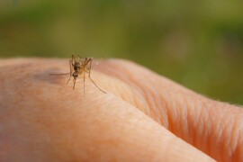 Acquistare un test per il West Nile: quando ha senso e perché farlo ora