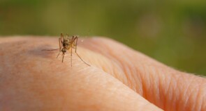 Acquistare un test per il West Nile: quando ha senso e perché farlo ora
