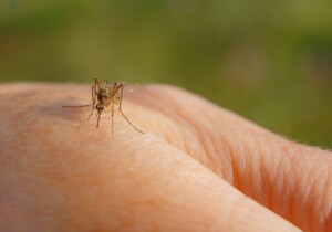 Acquistare un test per il West Nile: quando ha senso e perché farlo ora