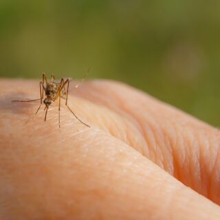 Acquistare un test per il West Nile: quando ha senso e perché farlo ora