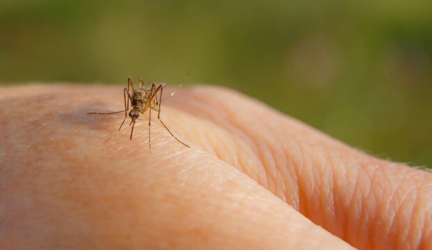 Acquistare un test per il West Nile: quando ha senso e perché farlo ora
